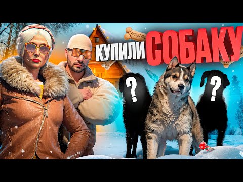 Видео: КАК МЫ ЗАВЕЛИ СОБАКУ в ГТА 5 РП (RMRP Арбат)