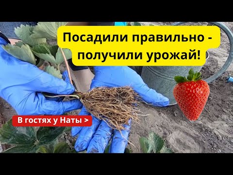 Видео: Советы осенней посадки клубники🍓 для супер урожая