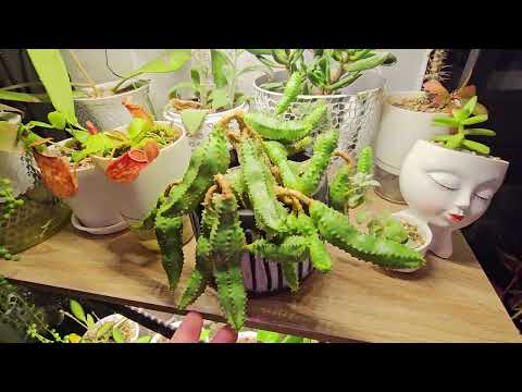 Видео: КОМНАТНЫЕ РАСТЕНИЯ ОБЗОР #top #обзор #trending #garden #flowers #nature#топ#любовь #