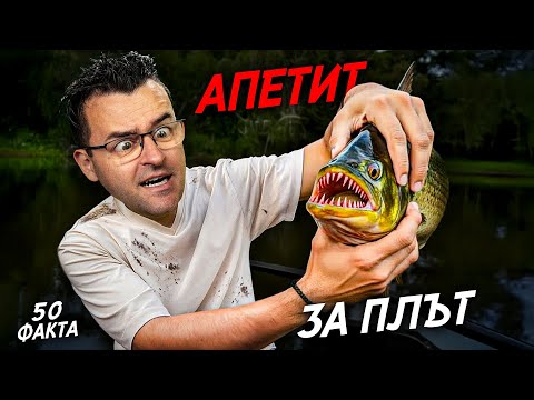 Видео: ТУК ПИРАНИТЕ НЕ ПРОЩАВАТ - 50 факта за ПАРАГВАЙ