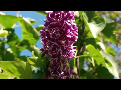 Видео: 1 травня Гуляємо садом. Нові декордерева та кущі, цвітуть нові цибулькові.