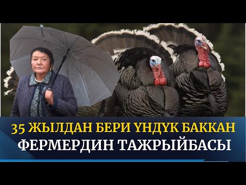 Видео: 35 жылдан бери үндүк баккан фермердин тажрыйбасы // Агро Чарба