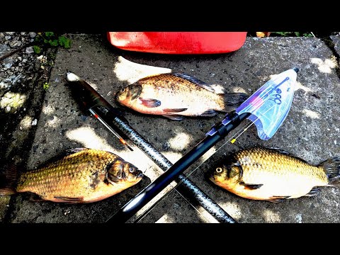 Видео: Боковой кивок на карася в конце лета.баклан ловит рыбу