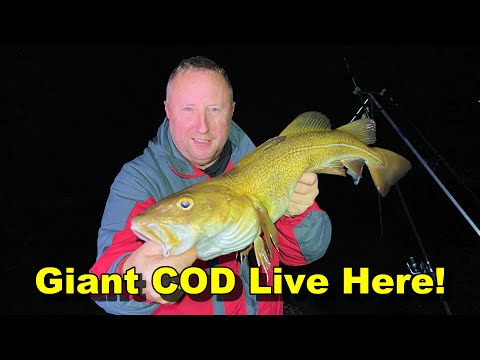 Видео: Ловля трески в Нортумберленде – рыбалка в северо-восточном море, Великобритания