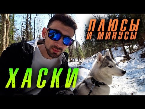 Видео: Хаски: плюсы и минусы