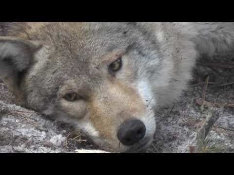 Видео: поймал 49го волка