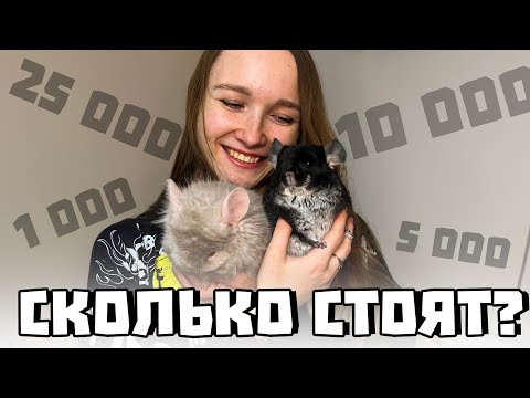 Видео: Сколько стоит шиншилла? | Цены на всех шиншилл