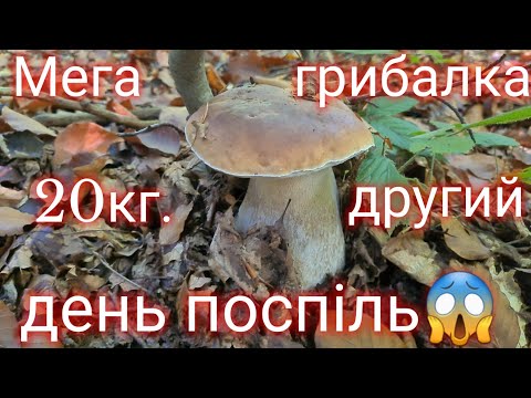 Видео: Мега грибалка. 20кг. другий день поспіль