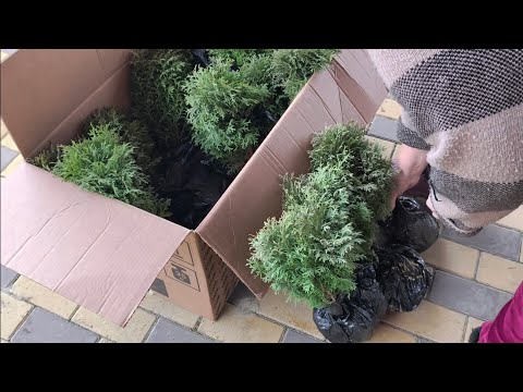 Видео: 12 ноября 2025 г.