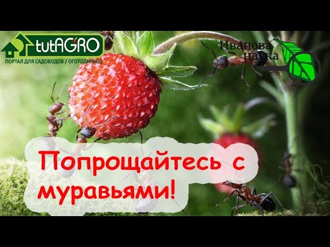 Видео: МУРАВЬИ! ИХ БОЛЬШЕ НЕ БУДЕТ!  Избавиться от МУРАВЬЕВ быстро и БЕЗ ХИМИИ: уходят вместе с потомством!