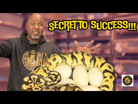 Видео: Разведение королевских питонов — это просто! Посмотрите это, прежде чем начать! 🐍🐍🐍