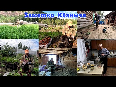 Видео: Урожай 2025 - морковка, свёкла и картошка