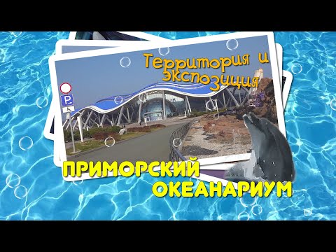 Видео: Приморский океанариум - ШОУ КОРМЛЕНИЕ (нерпы и морских котиков)