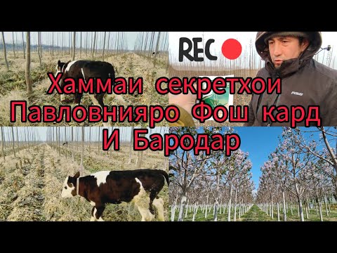 Видео: Дору задан ба решаи Павловния Фош шуд 🇹🇯ба пеш Точикистон