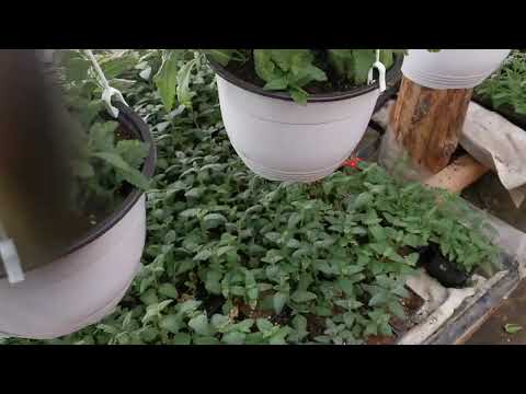 Видео: Вербена, почему сушит лист, мои наблюдения.