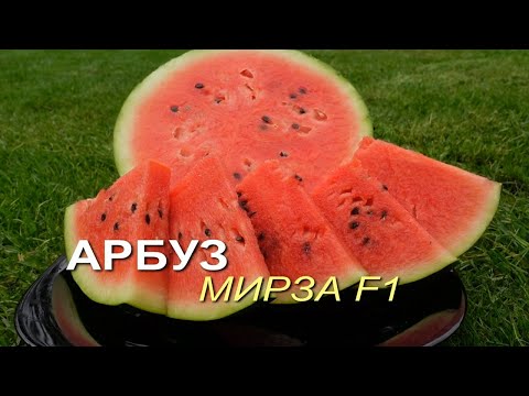 Видео: Арбуз МИРЗА F1. Советы от ЗЕЛЕНОГО ОГОРОДА!