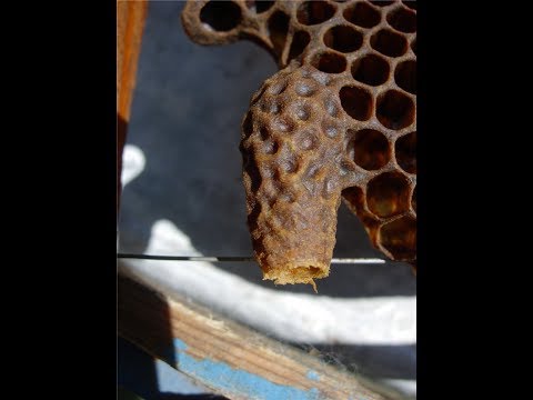 Видео: качество пчелиной матки, от чего зависит - часть 1 - роевые матки