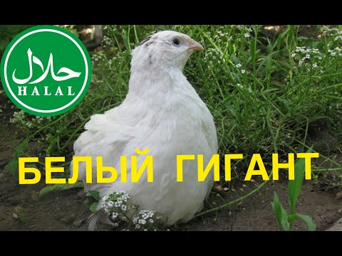 Видео: Породы перепела Техасские Белые Гиганты|В чем отличие с другими породами