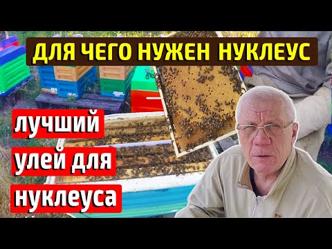 Видео: Отводки пчел Годовой цикл с отводками пчел Нуклеус для пчел