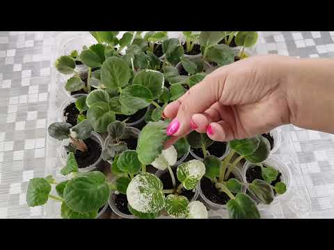 Видео: Выращиваем правильно и быстро детки фиалок!