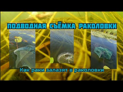 Видео: Подводная съёмка раколовок.🔥 Как рак залазит в раколовку 🔥👍