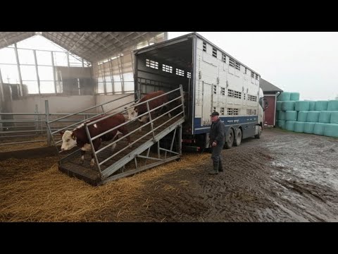 Видео: Продали бычков ГЕРЕФОРД — Результат Порадовал! 💪🐂