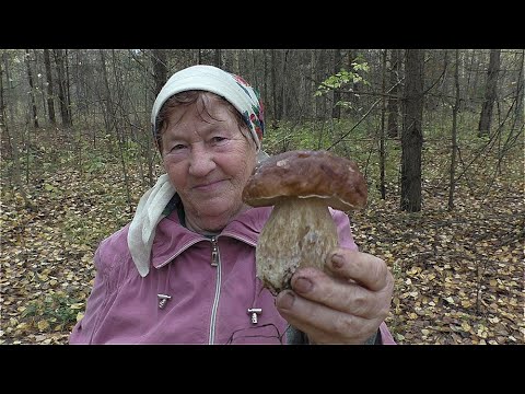 Видео: БАБУШКА НАУЧИЛА ИСКАТЬ БЕЛЫЕ ГРИБЫ ПО БУГОРКАМ! Белые грибы в октябре!