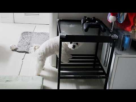 Видео: Щенок, который целый день только думает и думает