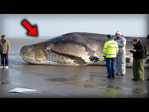 Видео: Тайна Лохнесского чудовища разгадана, учёные нашли ЭТО и поседели…