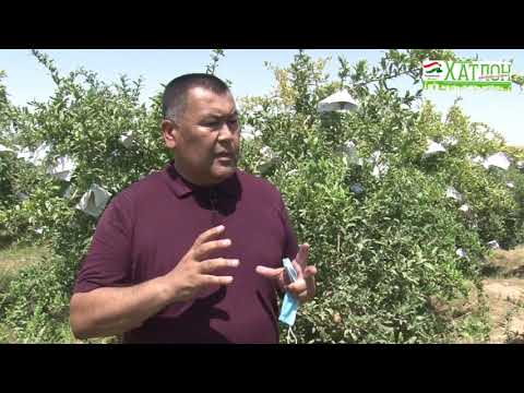 Видео: Парвариши анор дар Ӯзбекистон