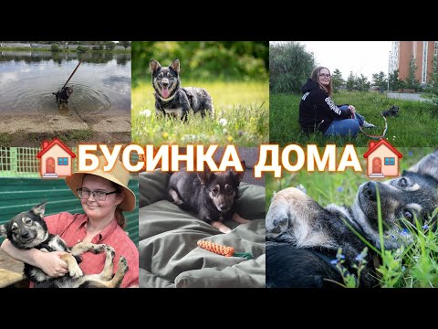 Видео: Бусинка Из Приюта ДОМА || История Девочки || Адаптация Дома || Домашние Приветики