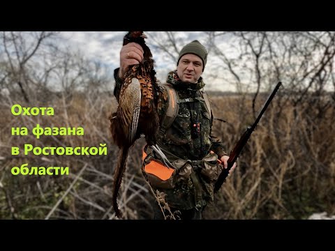 Видео: Охота на фазана в Ростовской области с эпаньоль бретоном / Pheasant hunting with epagneul breton