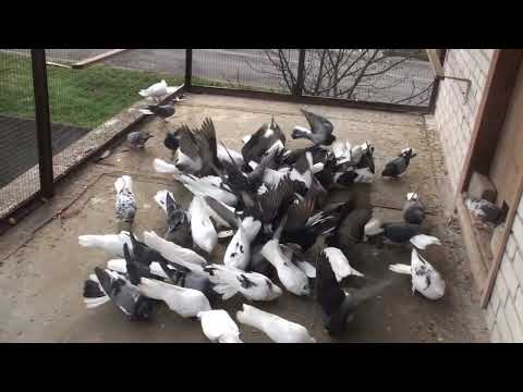 Видео: Дочка Рижого не сіла