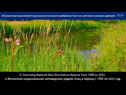 Видео: OLAR | Изменение пространственной структуры растительности прибрежных болот под действием комплекса