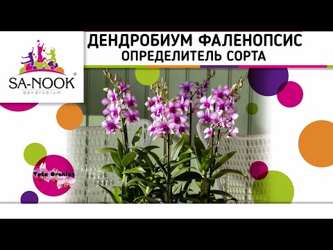 Видео: Орхидея ДЕНДРОБИУМ ФАЛЕНОПСИС | ОПРЕДЕЛИТЕЛЬ СОРТА | Orchid Dendrobium Phalaenopsis. SA NOOK