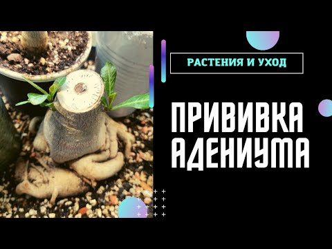 Видео: АДЕНИУМ прививки февраля 2023 НОВЫЕ СОРТА в коллекцию #адениум #adenium