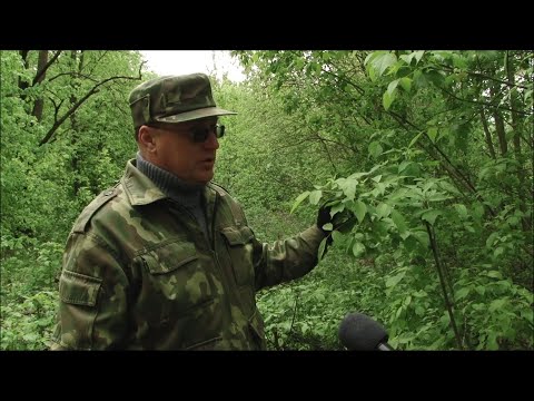 Видео: Специальный репортаж. Инвазивные растения