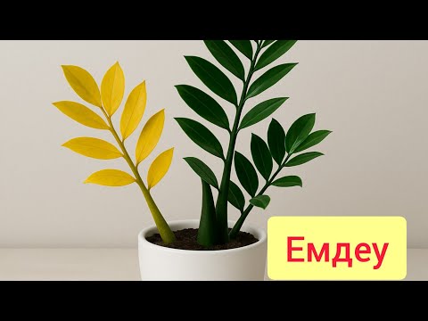 Видео: ДОЛЛАР ГҮЛІ САРҒАЙСА ОСЫЛАЙ ЕМДЕУГЕ БОЛАДЫ НӘТИЖЕСІ КӨРСЕТІЛЕДІ. ГҮЛ ӨСПЕУ СЕБЕПТЕРІ