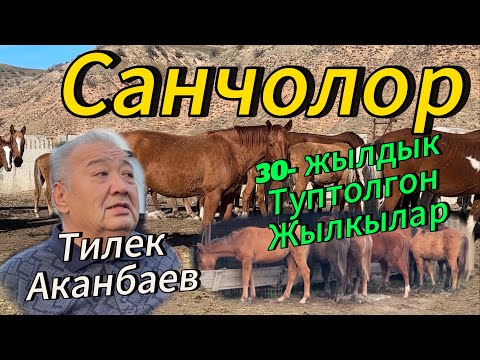 Видео: Санжыралуу Санчонун кулундары сатылат