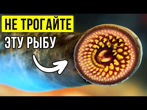 Видео: Эти существа перехитрили эволюцию