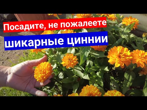 Видео: Сделали цветник из мариландских низкорослых махровых цинний: шикарные кусты при простом уходе