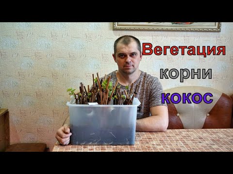 Видео: Виноград .Процесс  укоренения 2020г. Пересадка  черенков в стаканчики  с грунтом .