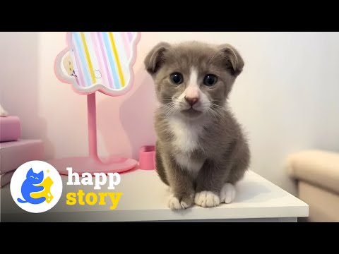 Видео: У этого «Дата» самое милое лицо, которое вы когда-либо видели | HAPP