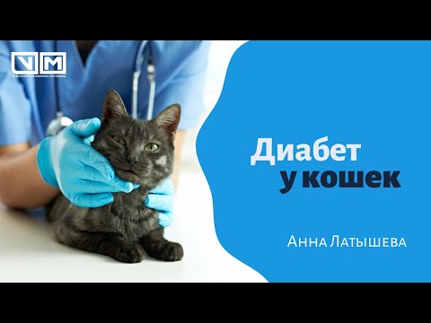 Видео: Диабет у кошек
