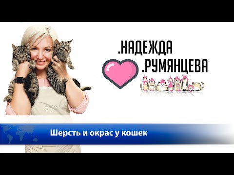 Видео: Cats+ Надежда Румянцева: Шерсть и окрас у кошек