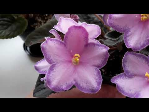 Видео: Самые красивые фиалки января 👏😯🌸! Ma's Melody Girl, Optimara Chagall, Розовые Розы и др.