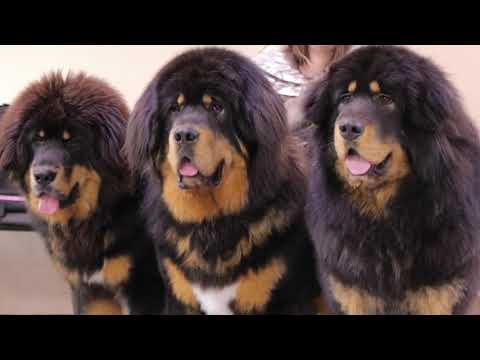 Видео: Тибетский мастиф. История, стандарт, содержание.