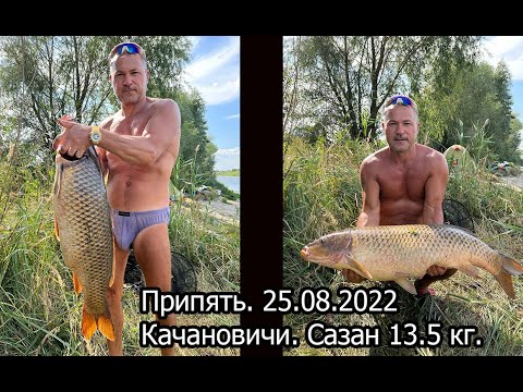 Видео: Припять. Качановичи. Сазан 13.5 кг. Лещ . 25.08.2022.