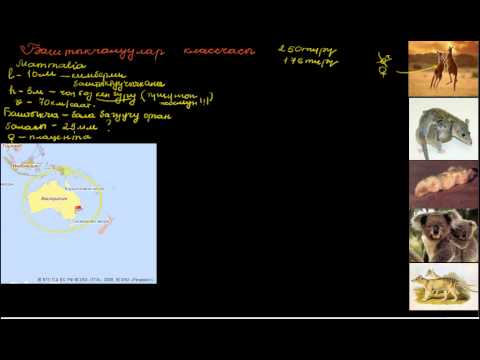 Видео: Баштыкчалуулар классчасы