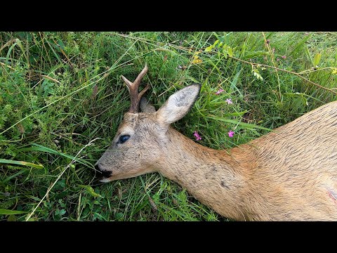 Видео: Охота на самца косули. Август 2021. Решено, беру карабин!